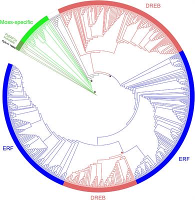 The moss-specific transcription factor PpERF24 positively modulates immunity against fungal pathogens in Physcomitrium patens